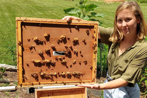 Appalachian State University students help bees in decline