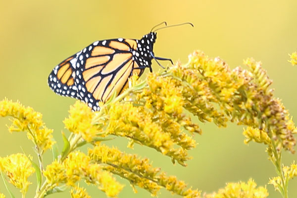 Monarchs in the High Country: Helping Nature's Ambassadors Fly High