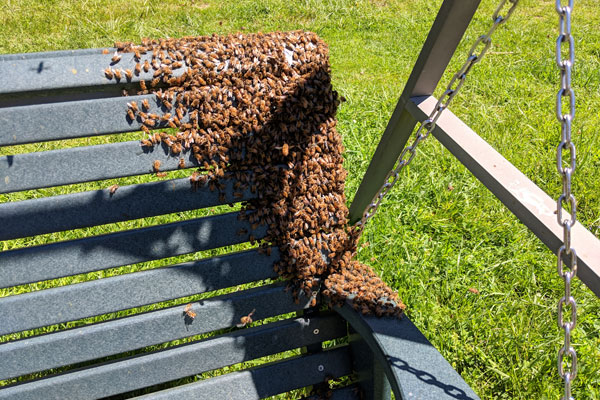 It’s Swarm Season: Honey Bees Are House Hunting